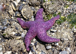 ochre star.jpg