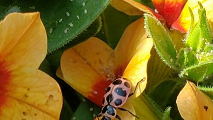 The Ladybugs are here!