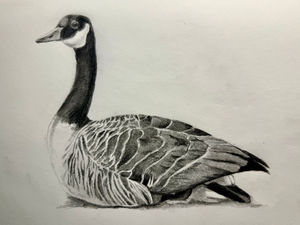 Canadian Goose