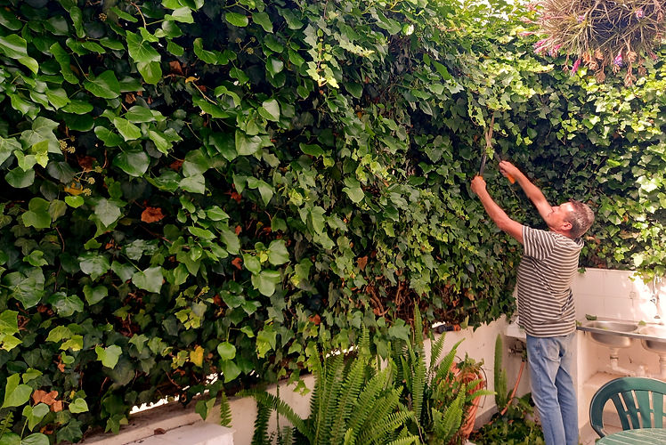 Trimming an ivy hedge
