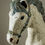 Thumbnail: Vintage Carousel Horse