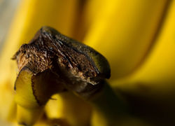 Banana Macro