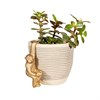 Thumbnail: Golden Monkey Plant Hanger