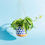 Thumbnail: Naxos Blue Spot Hanging Planter