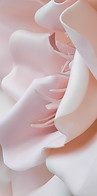 3Dピンクの花