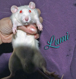 Lumi
