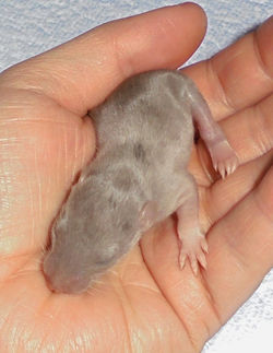 12557668_449640651898584_2089042393_o