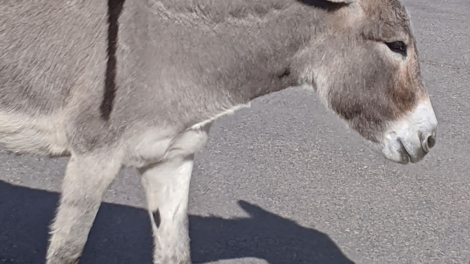 The cute town of Oatman-AZ