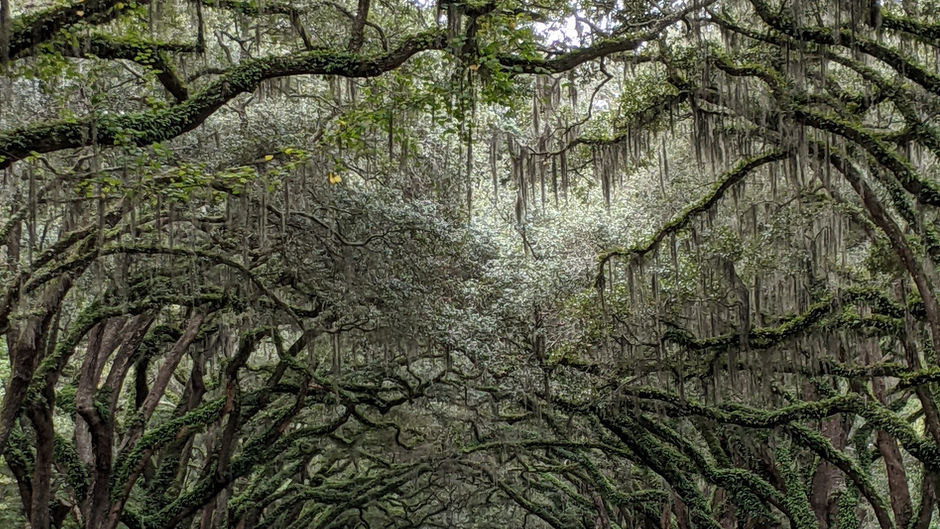 Wormsloe State Historic Site-GA