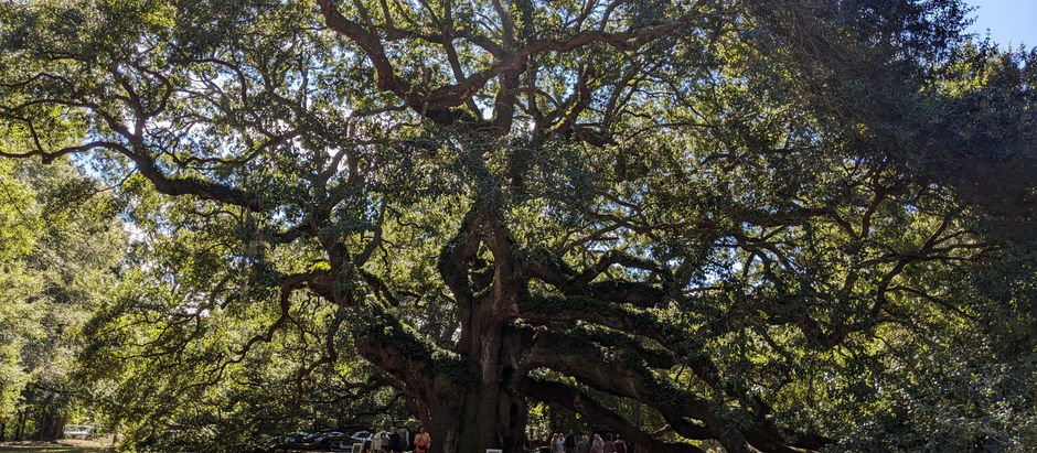 Angel Oak Tree-Charleston-SC