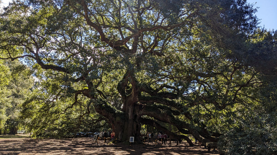 Angel Oak Tree-Charleston-SC