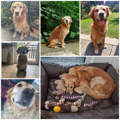 Unser Golden Retriever A-Wurf feiert seinen 10. Geburtstag!