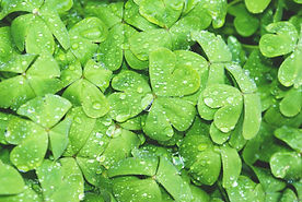 stpatty.jpg