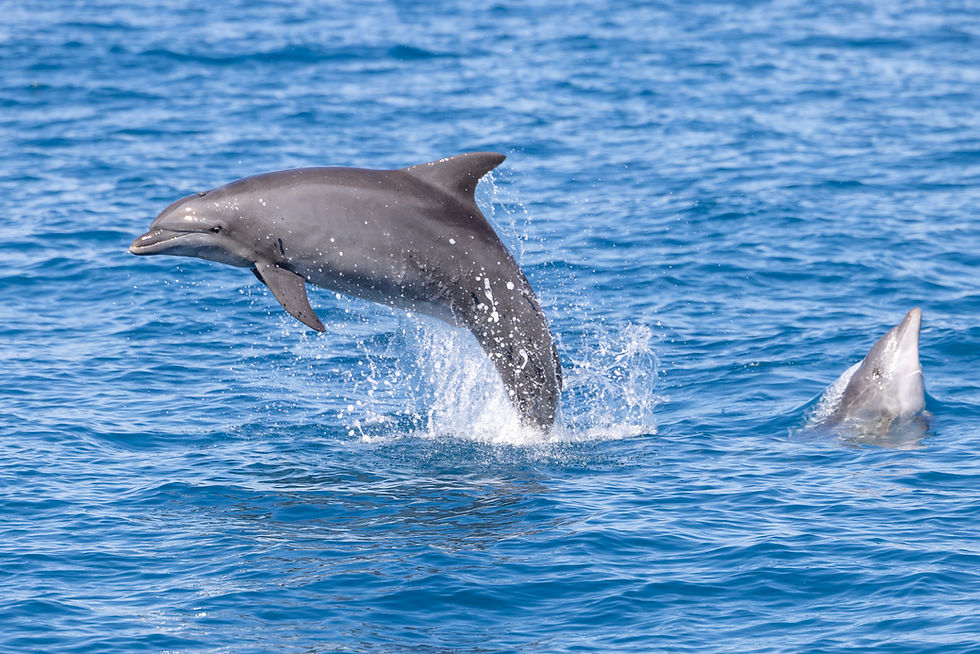 הדולפינה איילה בקפיצה מרשימה כשלצידה הדולפין שלומי