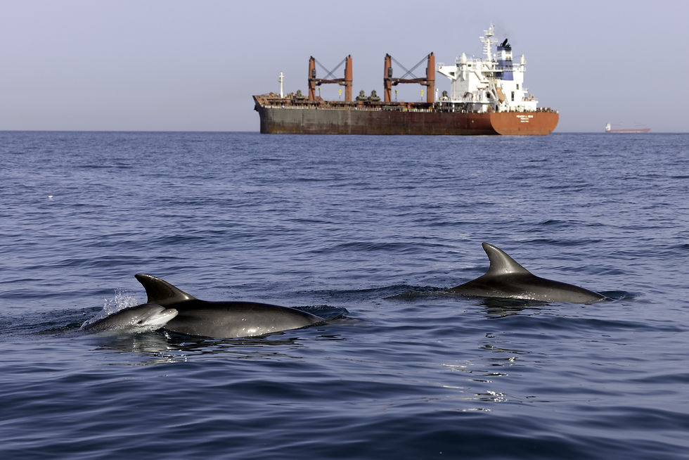 Common bottlenose dolphins off the coast of Ashdod, with vessels departing the port in the background. Photo: Dr. Aviad Scheinin, Delphis and the University of Haifa.
