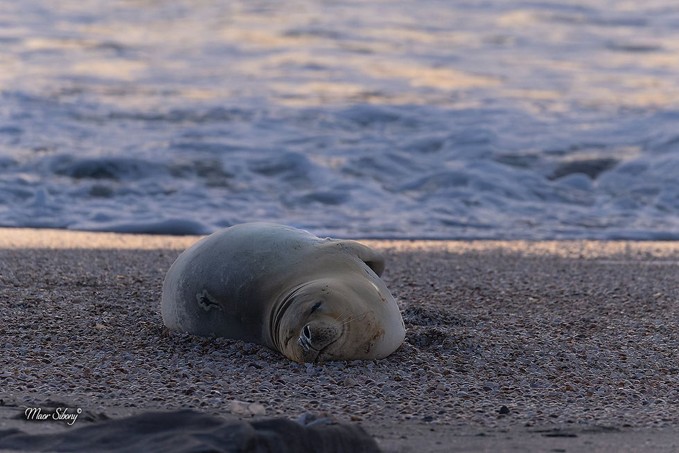الدورة التدريبية التربوية - مقدمة