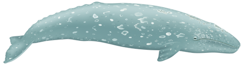 Gray whale