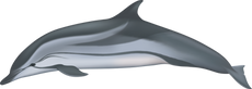 Striped dolphin