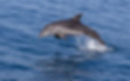 Observation in a survey with the cooperation of volunteers. Photo: Moshe Cohen, Delphis volunteer