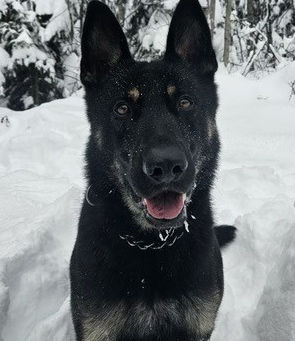 Police canine locates suspect In the South Peace