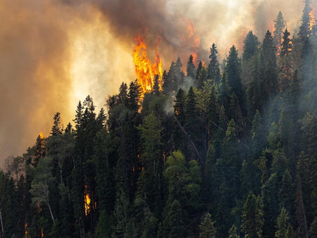Cameron Lake Wildfire