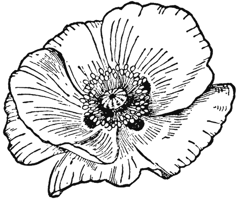 poppy alpha.png