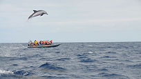 a doplhin jumping above the sea in madeira island