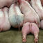 back view color photo of a pile of piglets nursing with one piglet smooshed at the bottom