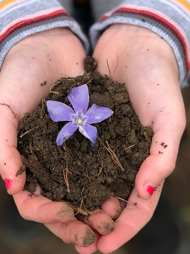 Closeup of Caucasian female hands with red nail polish cupping a periwinkle plant in soil