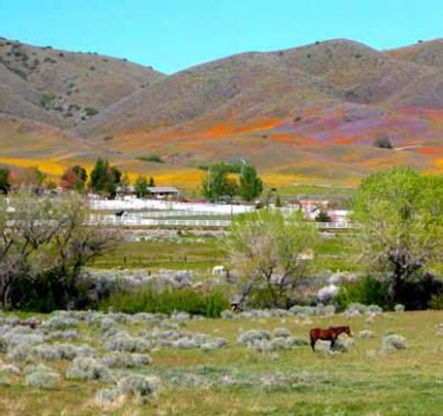 leona valley ca.jpg