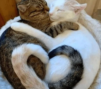 two cats cuddling with their tails making a heart between them