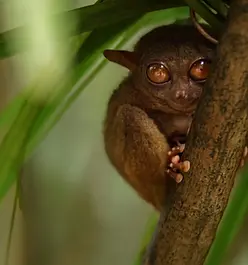 tarsio2-scaled.webp