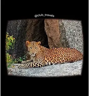 Jawai Leopard Conservation Reserve.webp