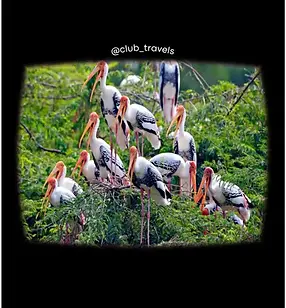 Keoladeo Ghana National Park.webp