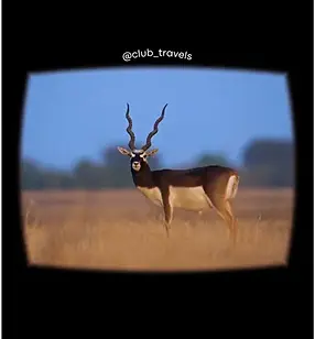 Tal Chhapar Sanctuary.webp