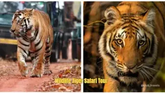 Wildlife Tiger Safari Tour