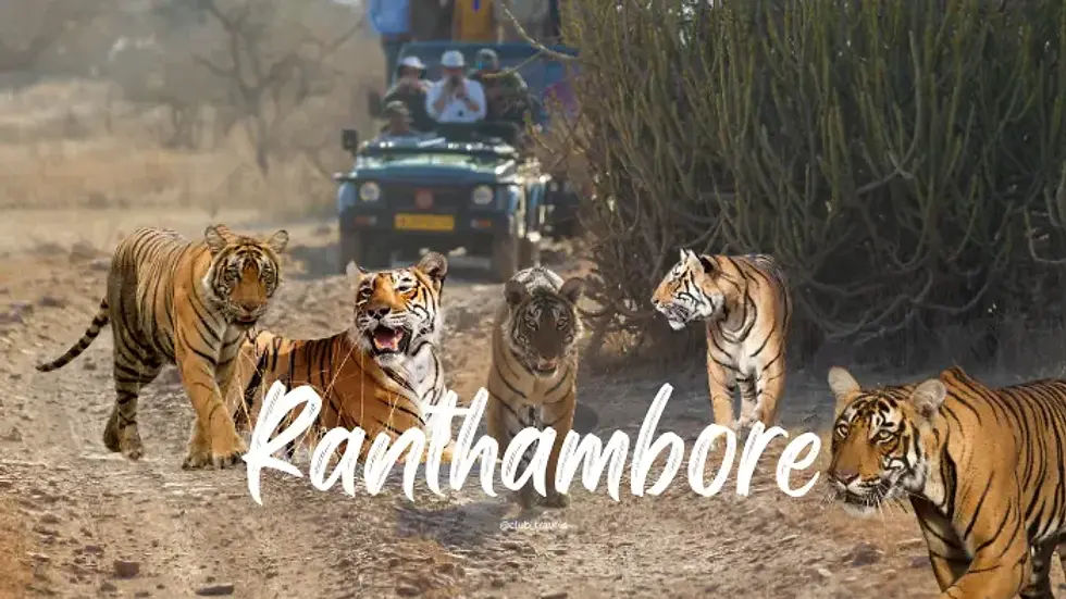 ranthambore