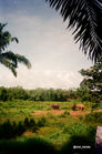 Scenic view of a green field, trees and a bright sky background.