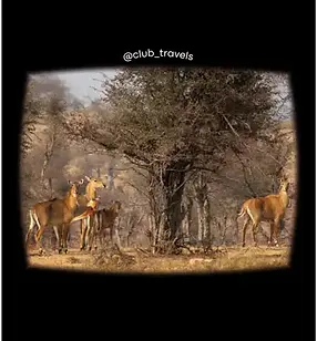 Kaila Devi Wildlife Sanctuary.webp