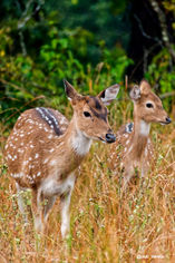 Two deer standing in a field, looking towards the right, with green background