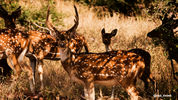 Deer herd in their natural habitat, wildlife safari tour in India.