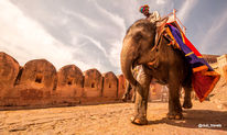 An elephant carrying a man, Jaipur, India, against an old wall, sunny day.