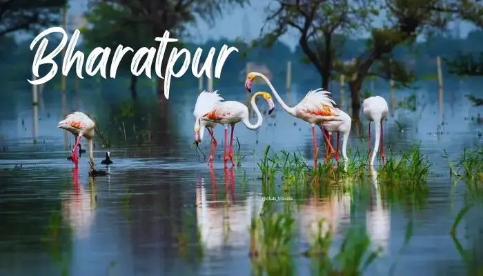 bharatpur