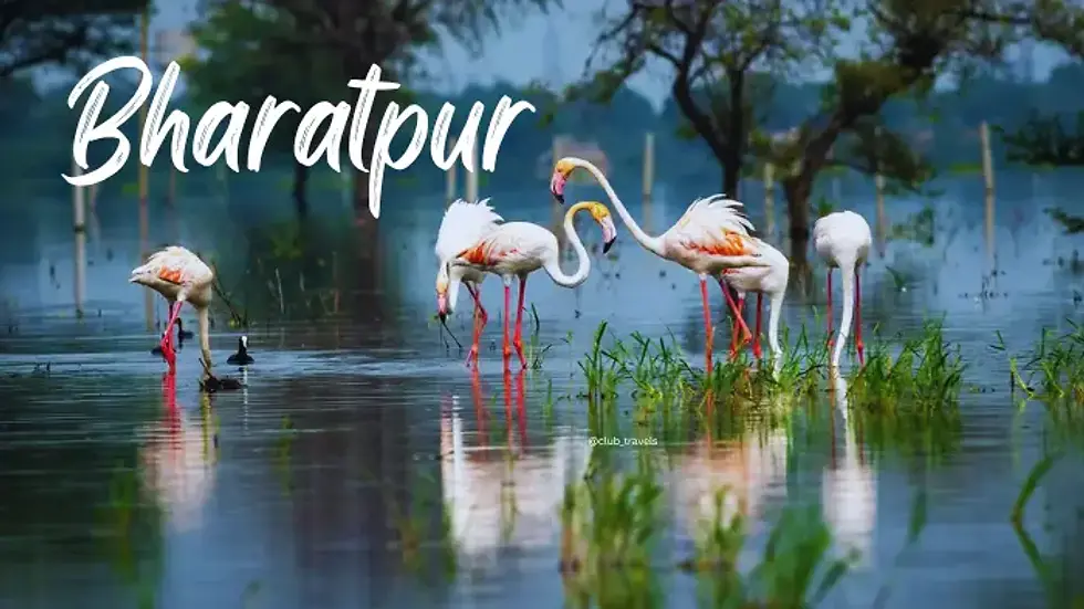 bharatpur