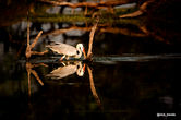 White heron bird in water reflected, Wildlife Safari Tour With Taj.