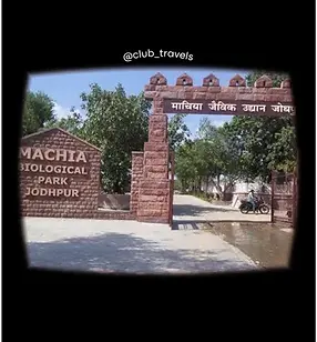 Machiya Safari Park.webp