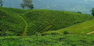 Darjeeling
