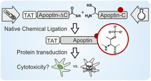 Jasmine Apoptin.gif