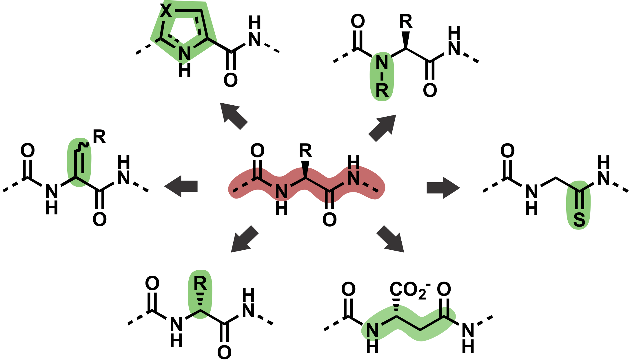 Post-translational modifications of protein backbones