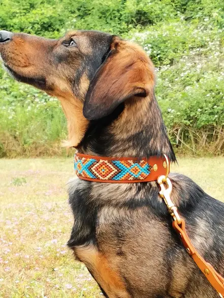 Maßgeschneiderte Hundehalsbänder, echtes Rindsleder, handgefertigt in Weinböhla - German Beltstuff